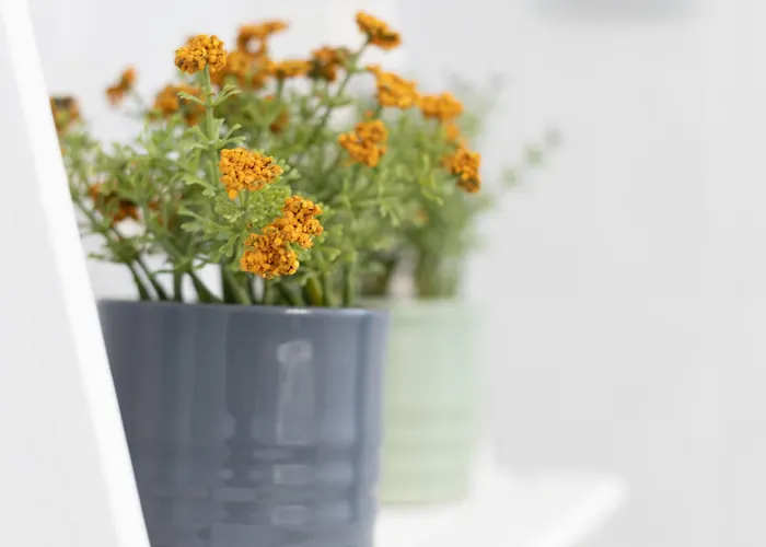 Akti Apollona דירה